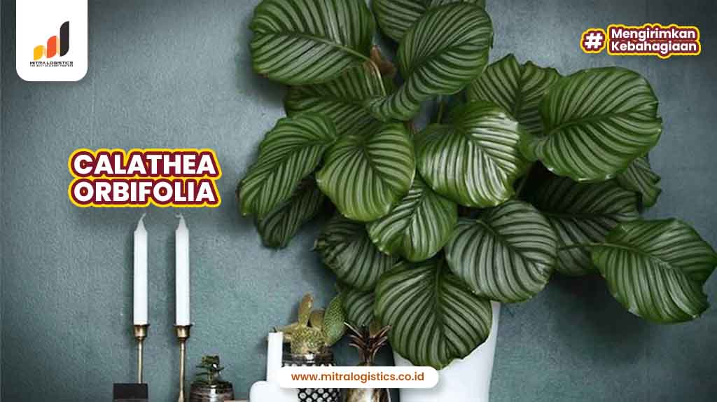 Calathea Orbifolia