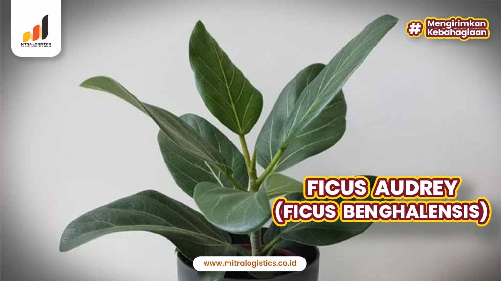 Ficus Audrey (Ficus Benghalensis)