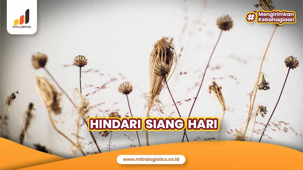 Hindari siang hari saat siram tanaman