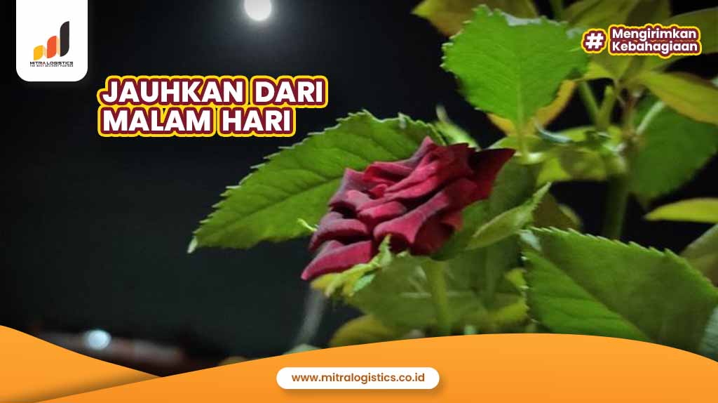 Jauhkan dari Malam hari