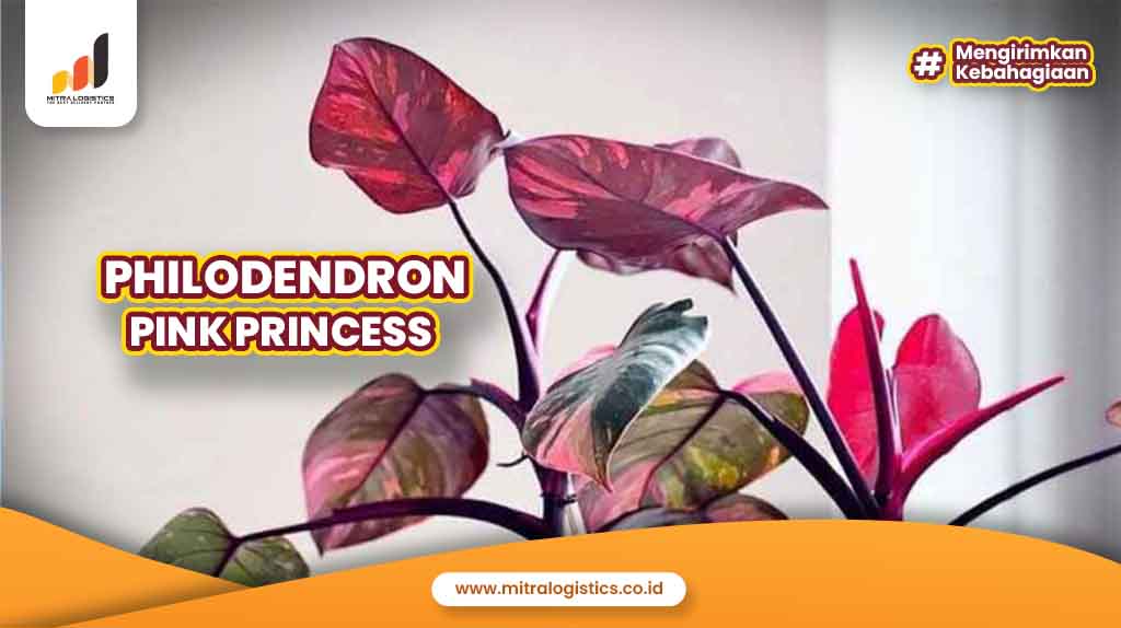 Philodendron Pink Princess