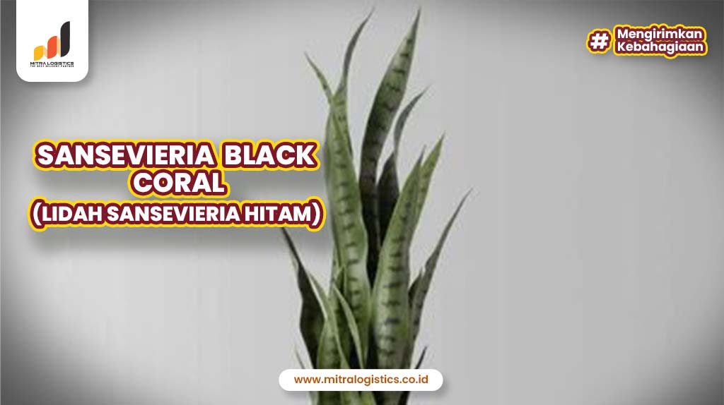 Sansevieria Black Coral (Lidah Sansevieria Hitam)