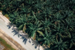 Cara Memilih Vendor Logistik untuk Impor Mesin Pabrik Kelapa Sawit: Checklist Due Diligence